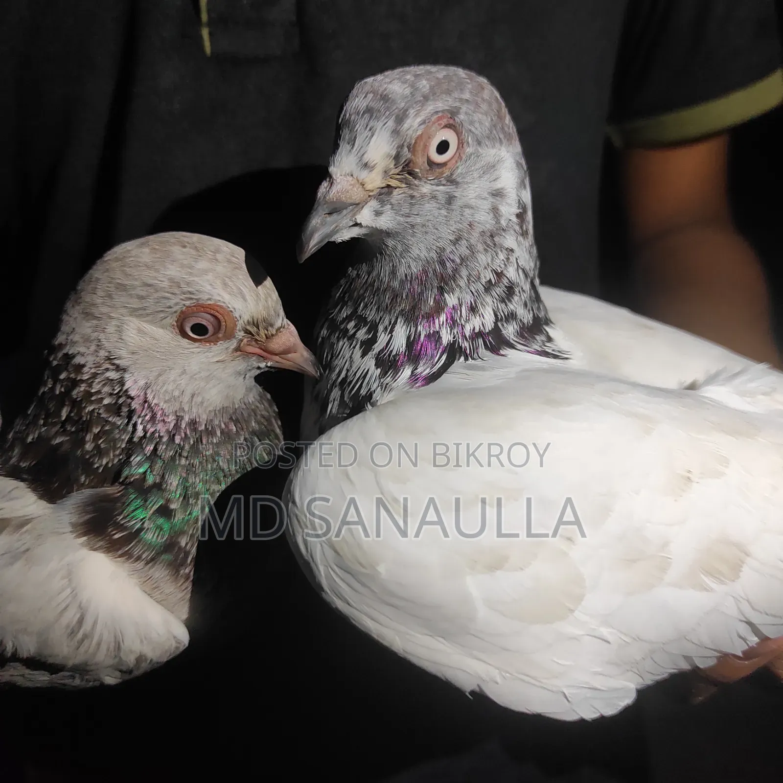 Pigeons for sale