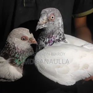 Pigeons for sale