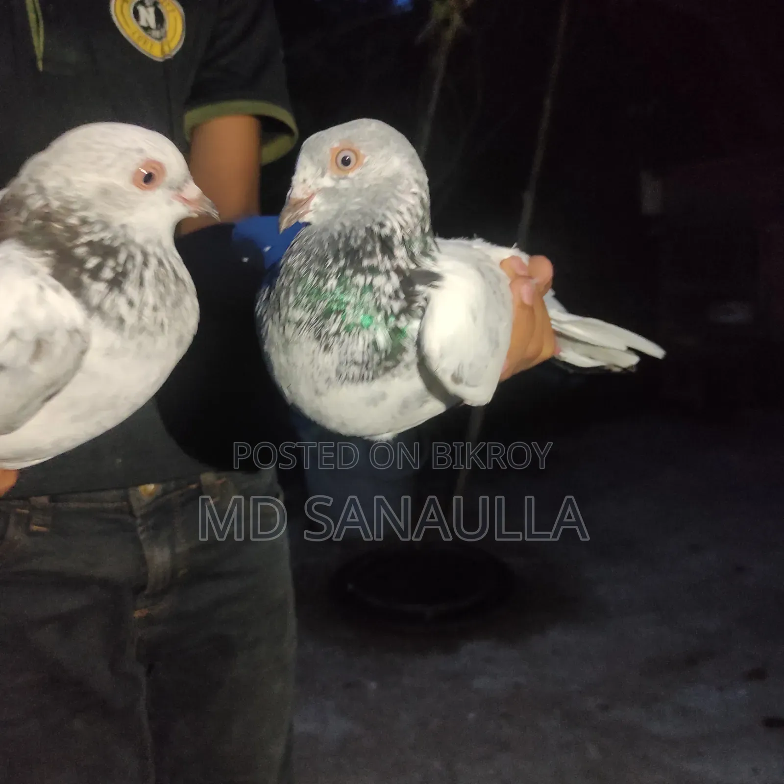 Pigeons for sale