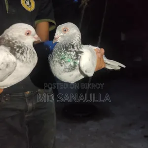 Pigeons for sale