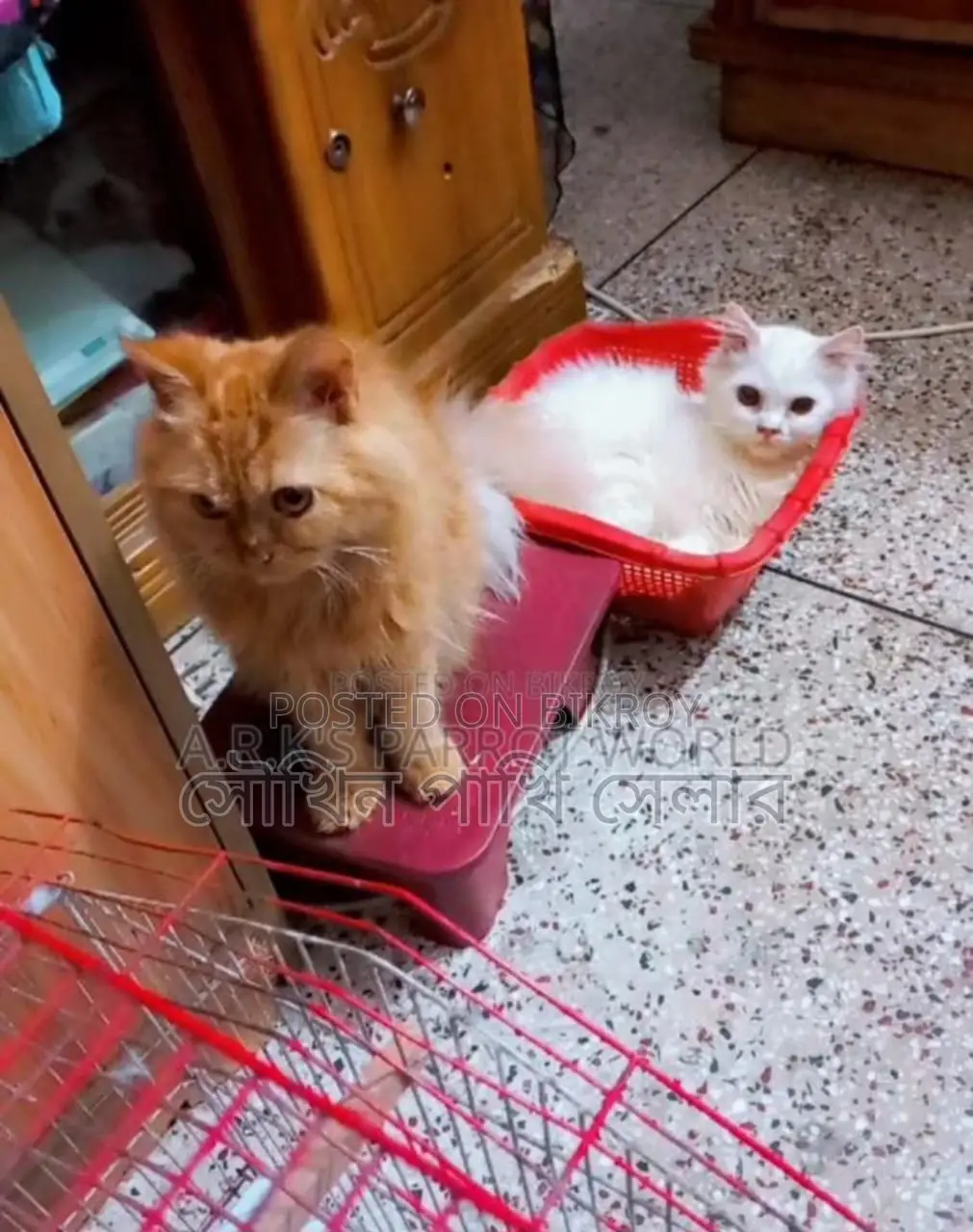 6-12 Months Male Purebred Persian