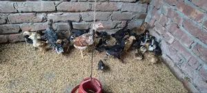 দেশি মুরগি