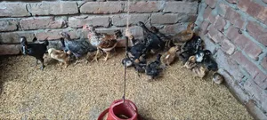 দেশি মুরগি
