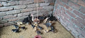 দেশি মুরগি