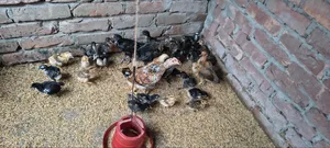 দেশি মুরগি