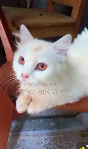 3-6 Months Male Purebred Persian