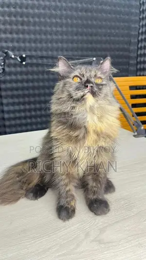 3-6 Months Female Purebred Persian