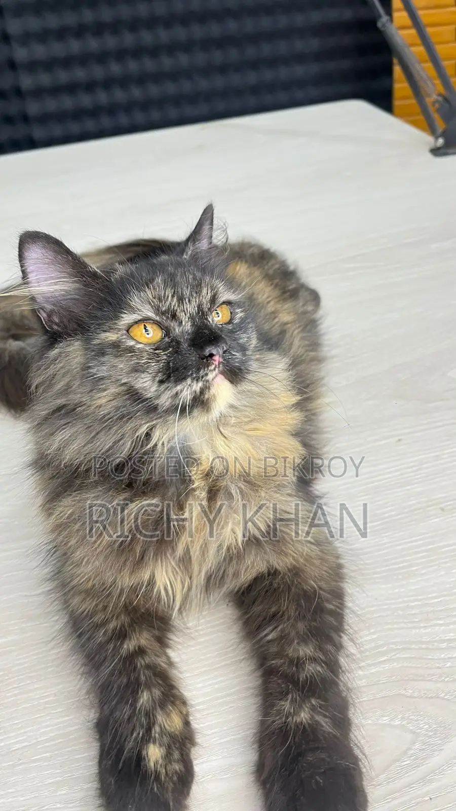 3-6 Months Female Purebred Persian