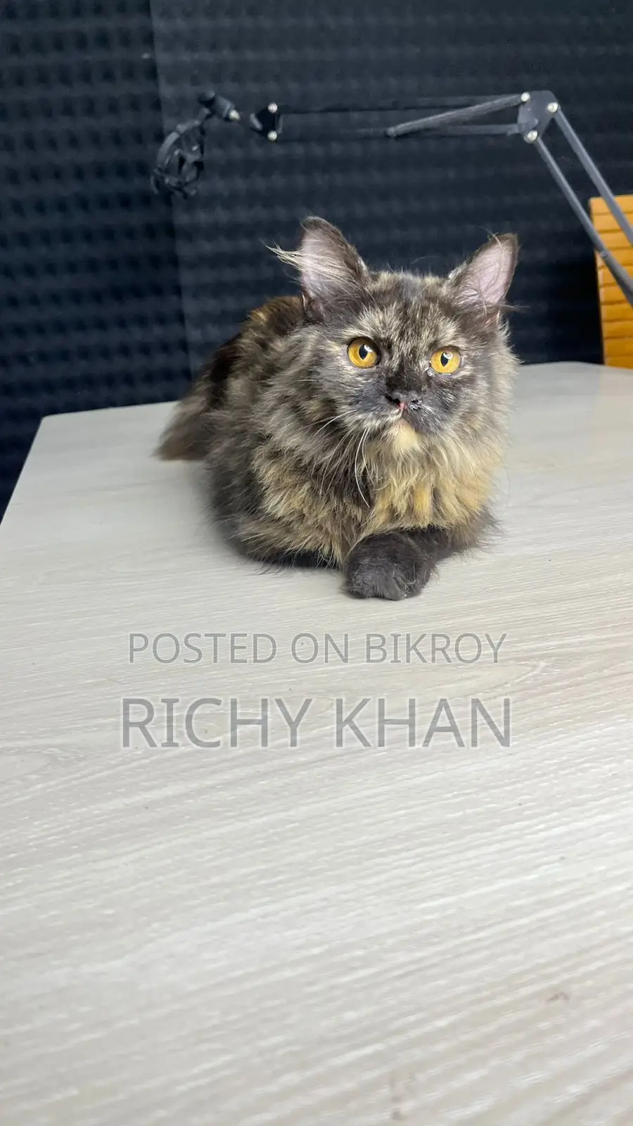 3-6 Months Female Purebred Persian