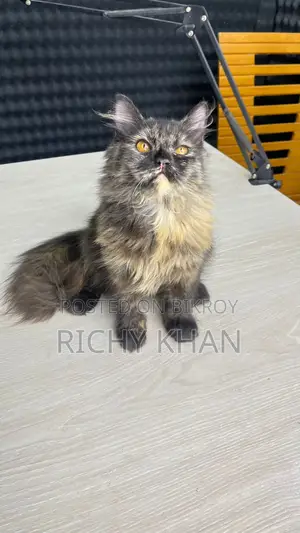 3-6 Months Female Purebred Persian