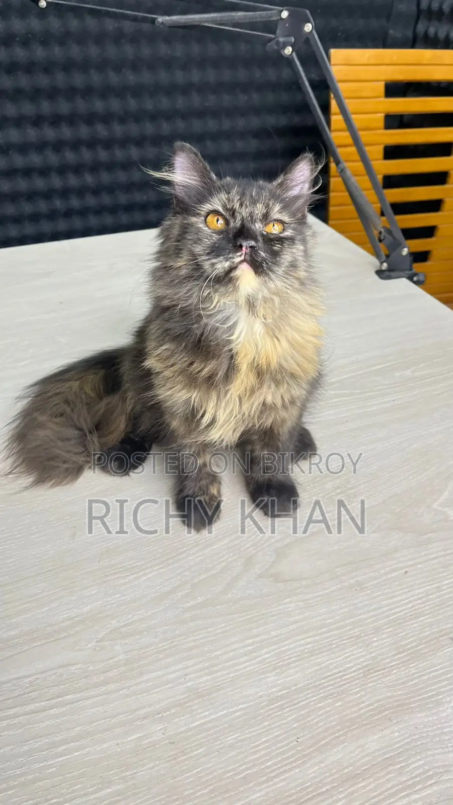 3-6 Months Female Purebred Persian