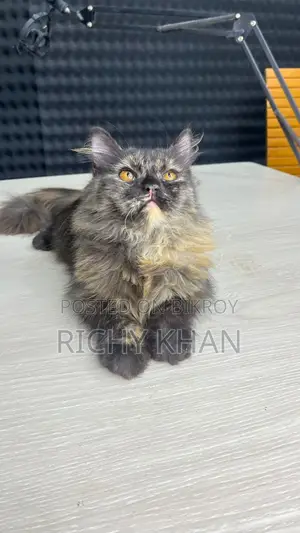 3-6 Months Female Purebred Persian