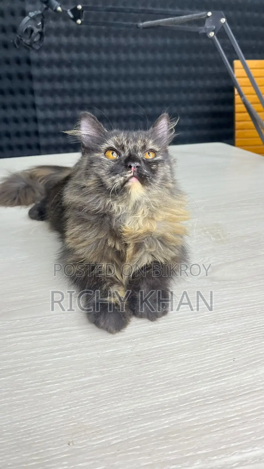3-6 Months Female Purebred Persian