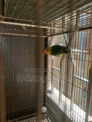 Love Bird Running Pair