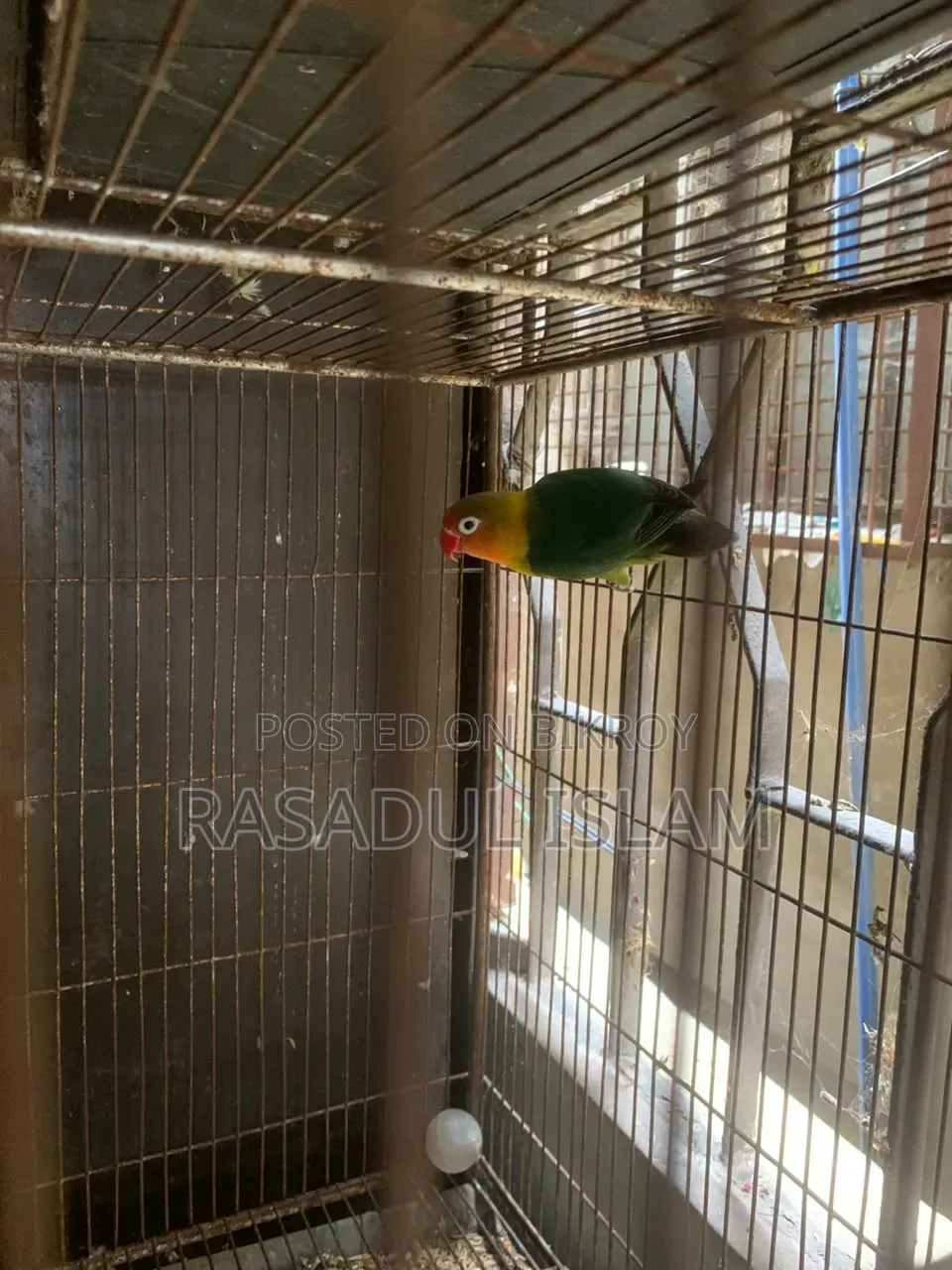 Love Bird Running Pair