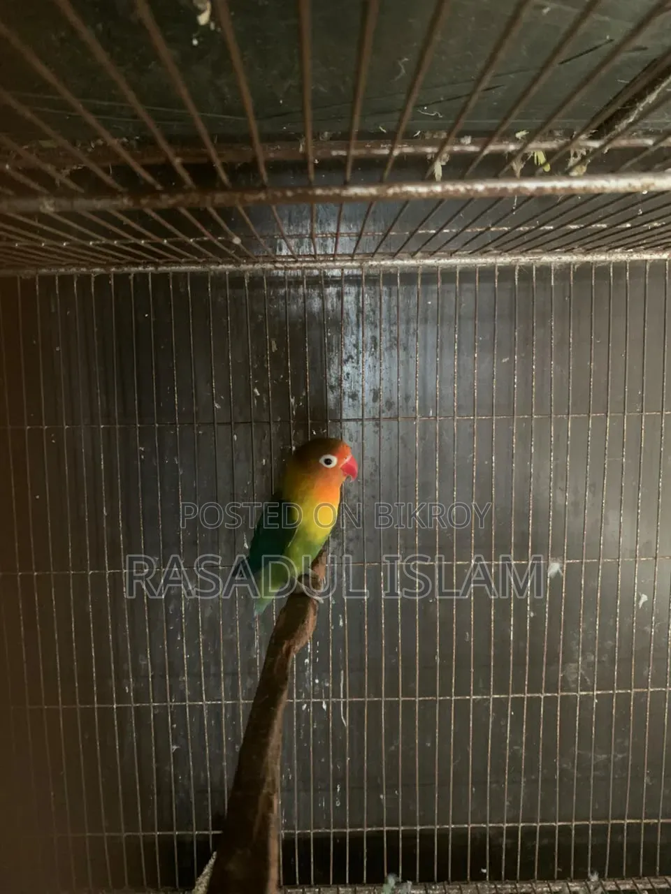 Love Bird Running Pair