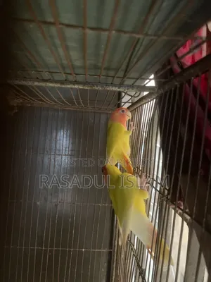 Love Bird Running Pair