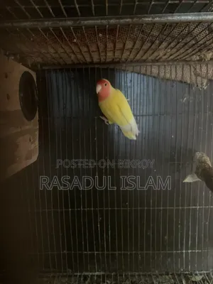 Love Bird Running Pair