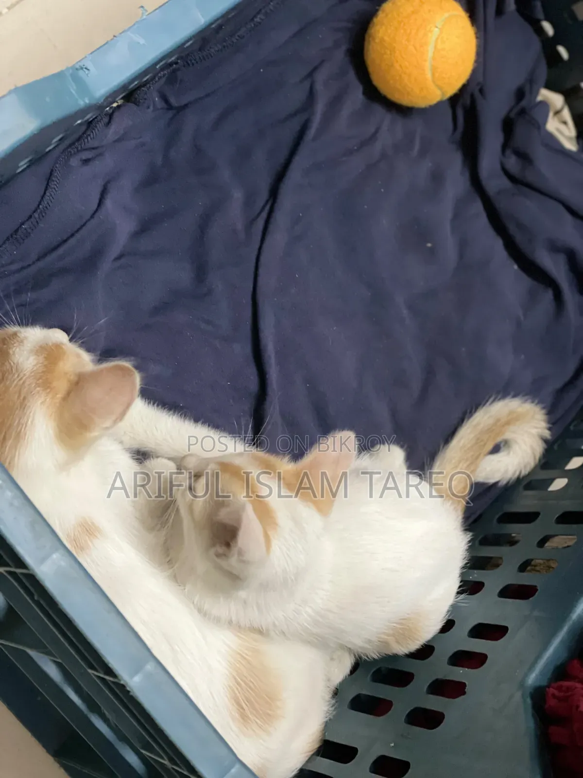 1-3 Months Female Purebred Bengal