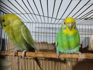 এক জুড়া রানিং ডিম বাচ্চা করা বাজিগর পাখি বিক্রি হবে।