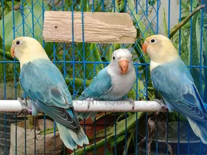 Parblue Love Bird