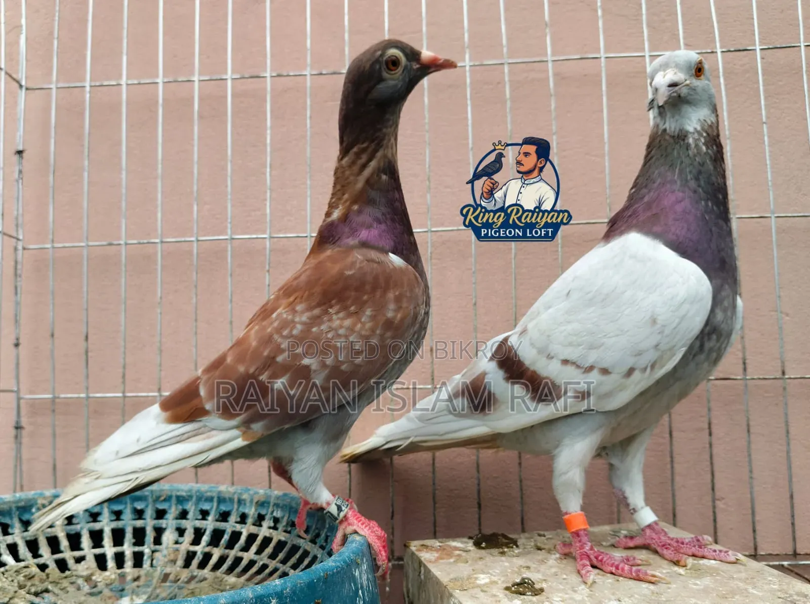 Red Checkered Pigeon for Sale