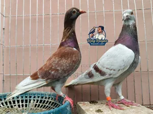 Red Checkered Pigeon for Sale