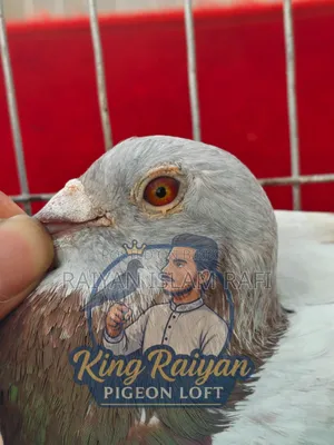 Red Checkered Pigeon for Sale