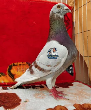 Red Checkered Pigeon for Sale