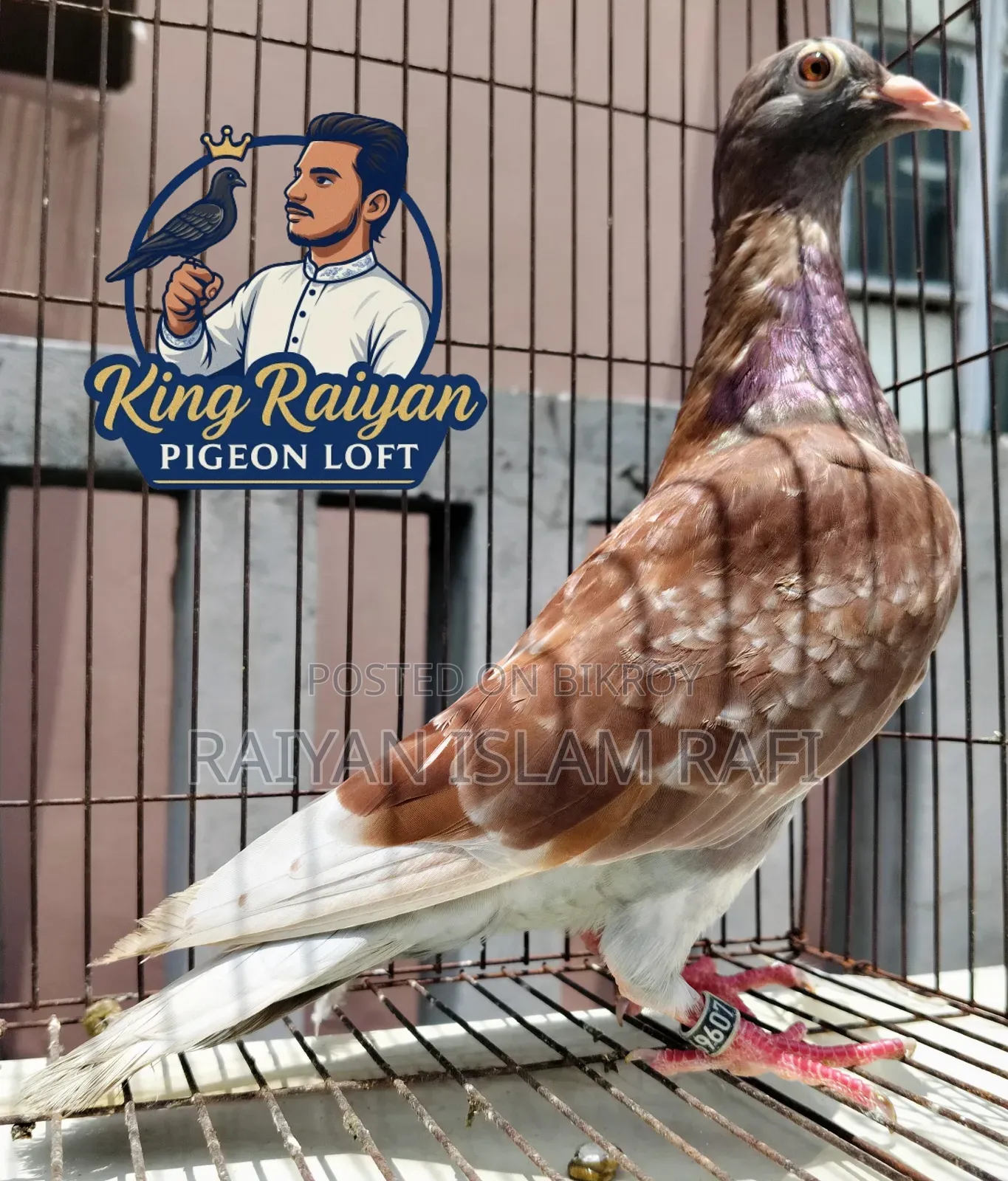 Red Checkered Pigeon for Sale