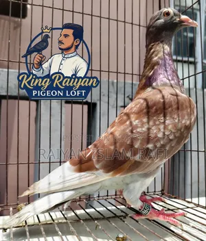 Red Checkered Pigeon for Sale
