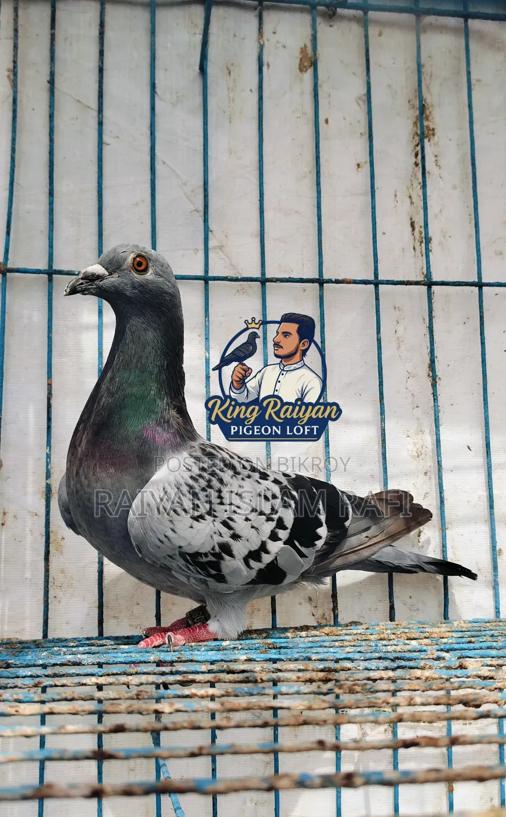 Red Checkered Pigeon for Sale