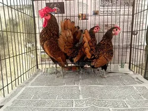 ব্রাহামা ও গোল্ডেন সেব্রাইট মুরগীর বাচ্চা