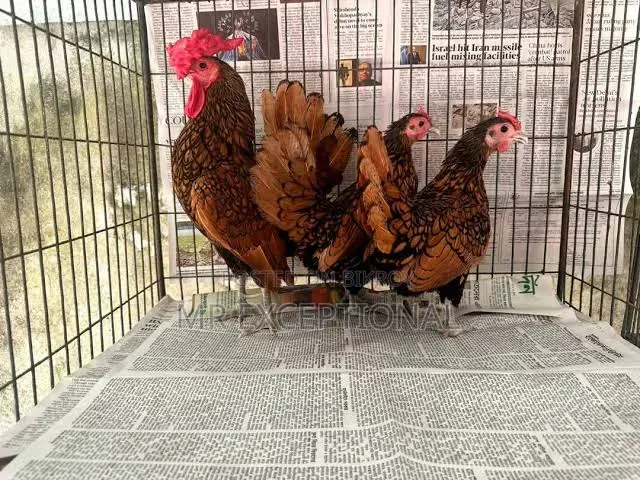 ব্রাহামা ও গোল্ডেন সেব্রাইট মুরগীর বাচ্চা