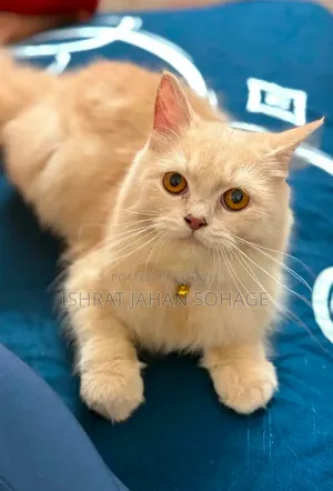 3-6 Months Female Purebred Persian