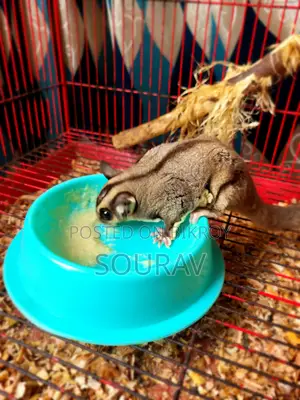 Classic Sugar Glider Male Adult