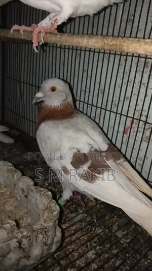 কিছু কবুতর বিক্রি করা হবে