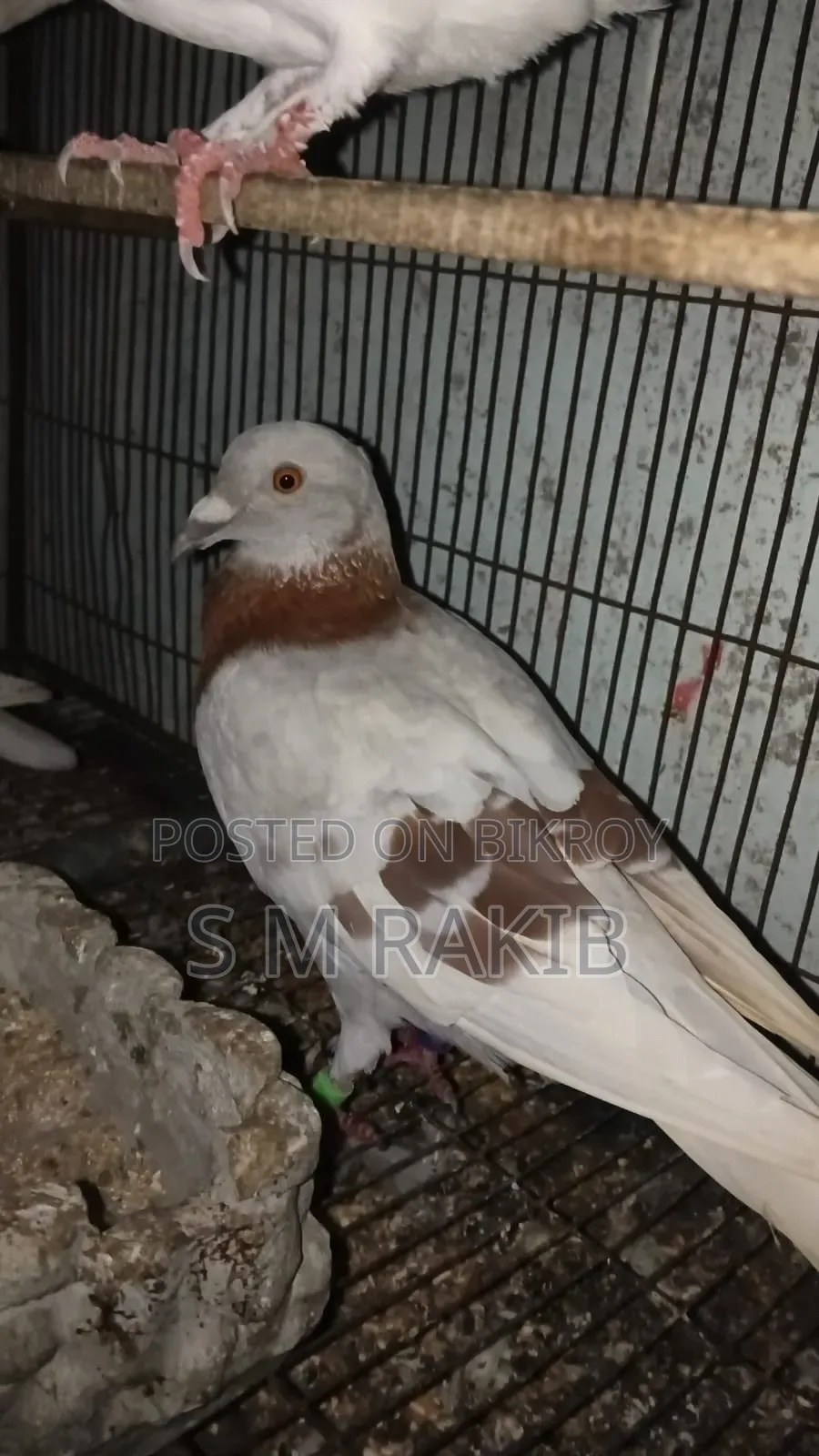 কিছু কবুতর বিক্রি করা হবে