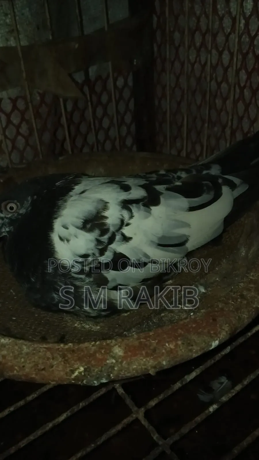 কিছু কবুতর বিক্রি করা হবে