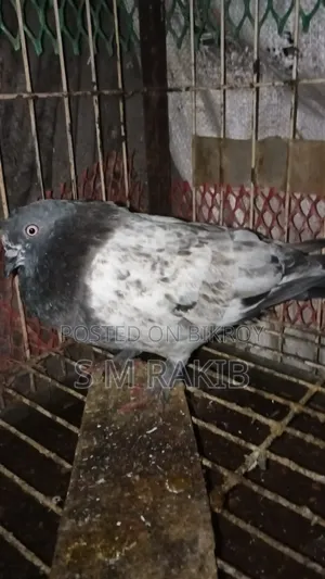 কিছু কবুতর বিক্রি করা হবে
