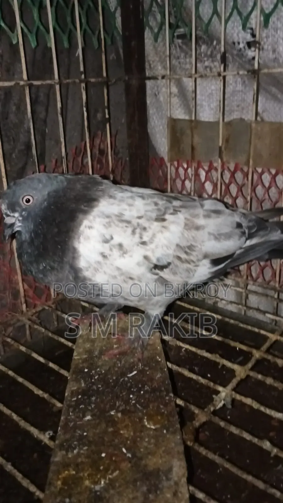 কিছু কবুতর বিক্রি করা হবে