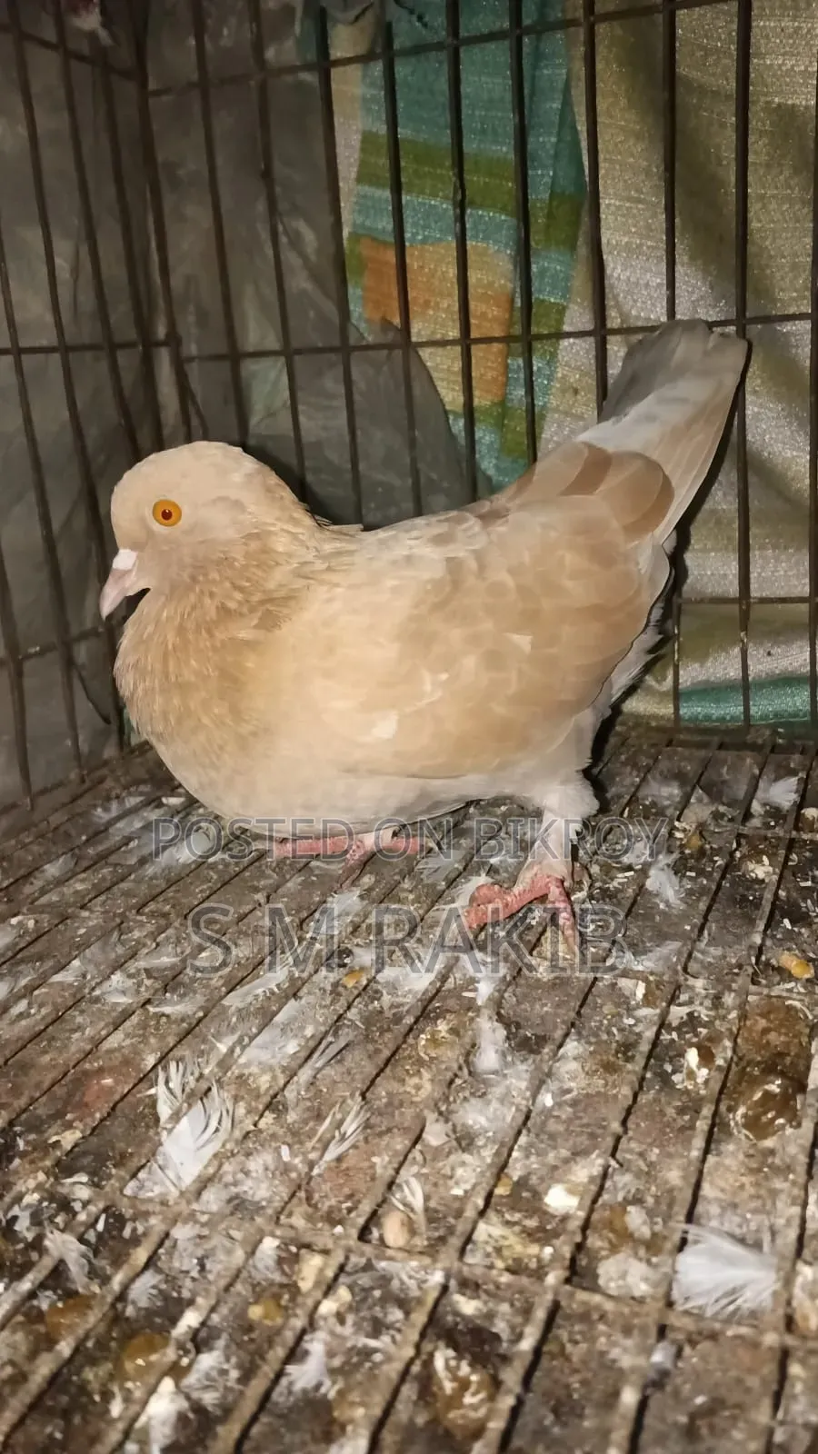 কিছু কবুতর বিক্রি করা হবে