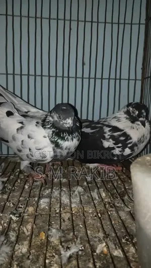 কিছু কবুতর বিক্রি করা হবে