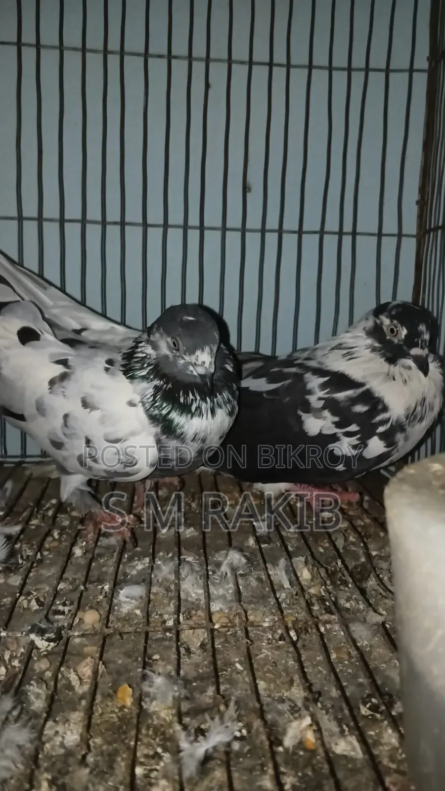 কিছু কবুতর বিক্রি করা হবে
