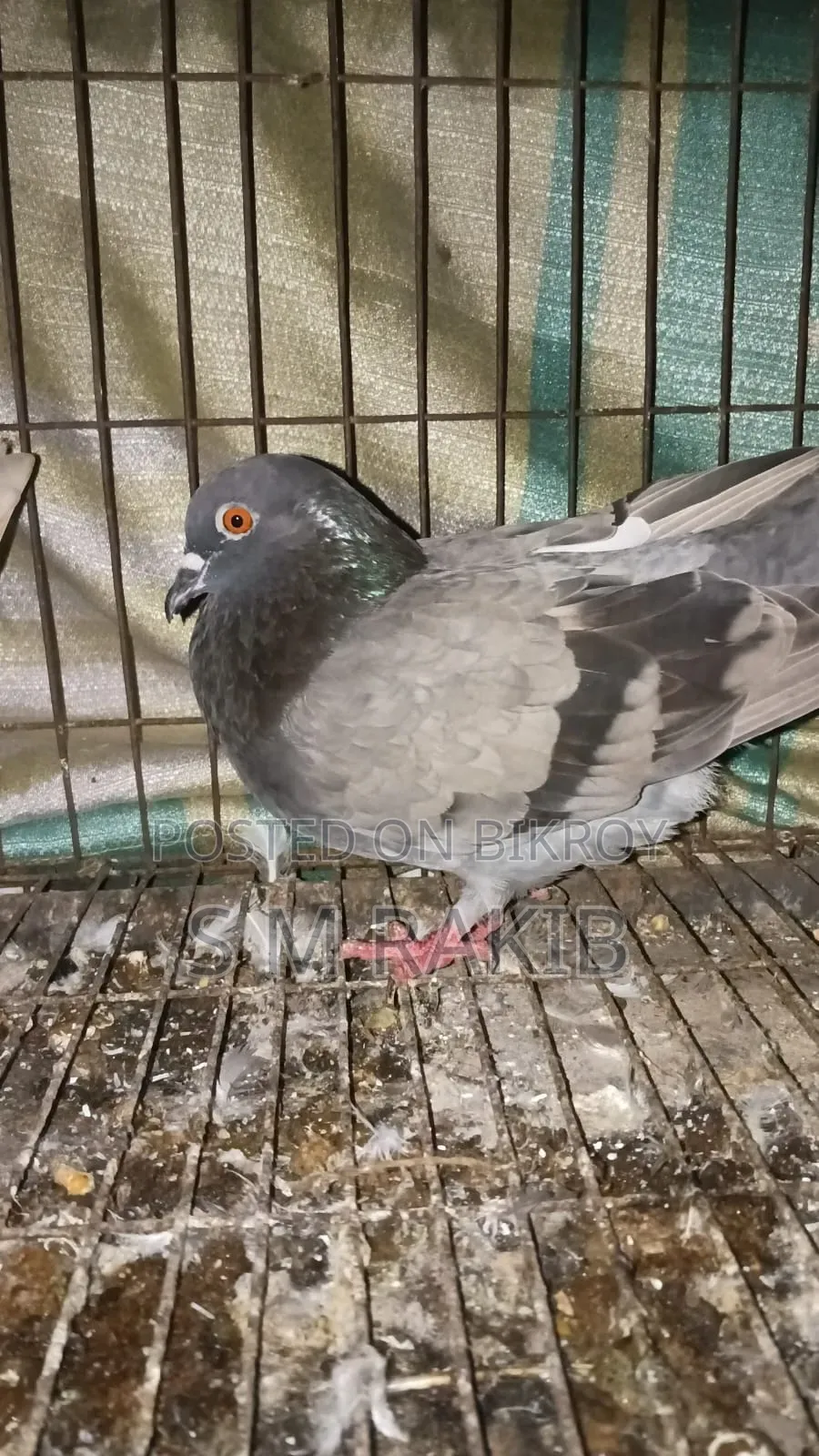 কিছু কবুতর বিক্রি করা হবে