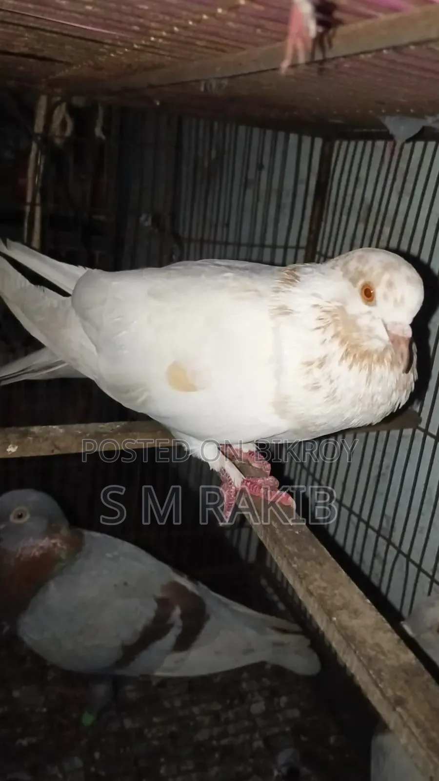 কিছু কবুতর বিক্রি করা হবে