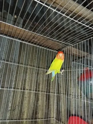 এক পিস ফিমেল লাভ বার্ড