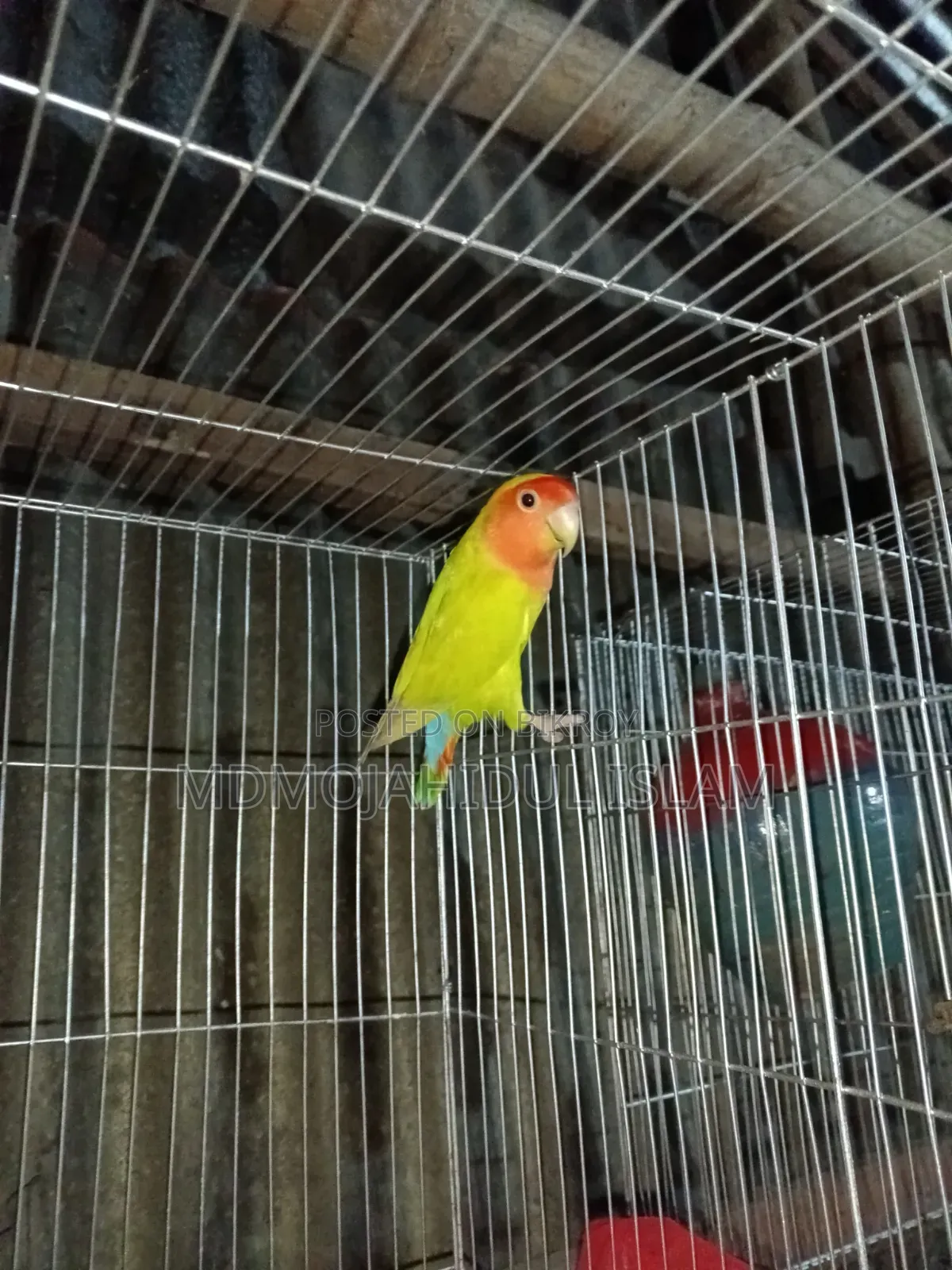 এক পিস ফিমেল লাভ বার্ড