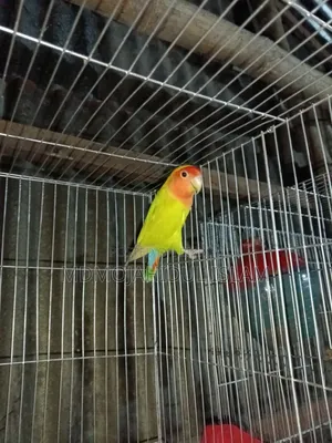 এক পিস ফিমেল লাভ বার্ড