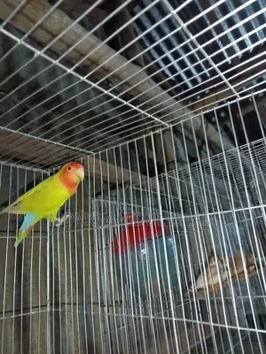 এক পিস ফিমেল লাভ বার্ড